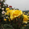 薔薇