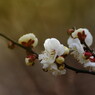 春を探して　梅一枝