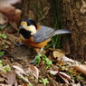 野鳥を探して　ヤマガラ