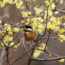 野鳥を探して　ヤマガラ　Ⅱ