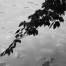 IMG_0416