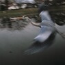 流し撮り？