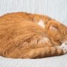 わが家のねむりねこ...01