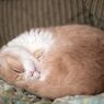 わが家のねむりねこ...02
