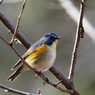 野鳥を探して　ルリビタキ　♂