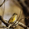 野鳥を探して　ルリビタキ　♀