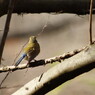 野鳥を探して　ルリビタキ　♀　Ⅱ