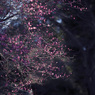 紅梅 06