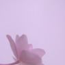 あじさい。　vol.9