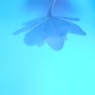 あじさい。　vol.10