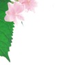 あじさい。　vol.11