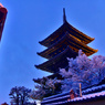 一夜桜