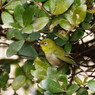 野鳥を探して　メジロ