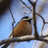 野鳥を探して　ヤマガラ