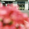 花を添えてみました…