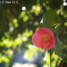 Retina-Xenon C 50mm F2.0