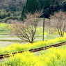 線路のある風景～菜の花カーブ～