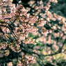 寒桜