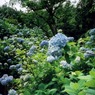 紫陽花ラッシュ