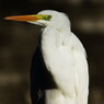 野鳥を探して　ダイサギ