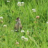 つめ草に包まれて