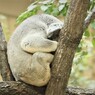 おねんねコアラ