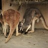 カンガルー