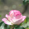 薔薇