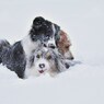 雪遊び