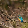 野鳥を探して　カワセミ