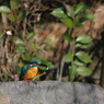 野鳥を探して　カワセミ　Ⅱ