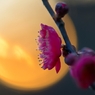 落　暉　華