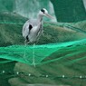 網の上の鳥