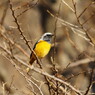 野鳥を探して　ジョウビタキ♂