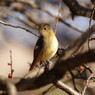 野鳥を探して　ジョウビタキ♀