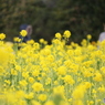 ７分咲きの菜の花畑