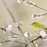 梅は~ぁ咲いたか~ぁ♬桜は~ぁまだかいなぁ？...ヾ(- -;)＜ぉぃ、まだ１月