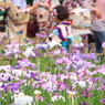 花と華