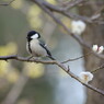 野鳥を探して　シジュウカラ