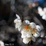 Industar 61 L/Z 50mm F2.8