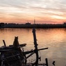 猫と桟橋