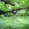 池に映る新緑