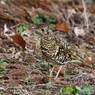 野鳥を探して　トラツグミ