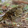 野鳥を探して　トラツグミ　Ⅱ