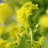 春を探して　菜の花