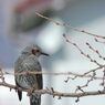 ちょっと物憂げな　　DSC_2351