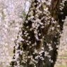 老木の桜
