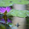 水鏡１