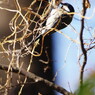 野鳥を探して　シジュウカラ