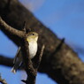 野鳥を探して　ルリビタキ♀